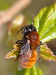 Andrena fulva